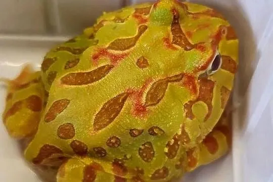 Żaba Rogata - Sklep Zoologiczny, Śląskie, Katowice