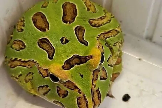Żaba Rogata - Sklep Zoologiczny, Śląskie, Katowice