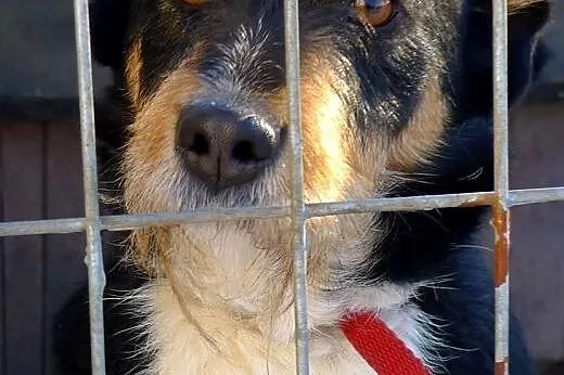 Figiel - rozbrykany, energiczny i śliczny wesołek,