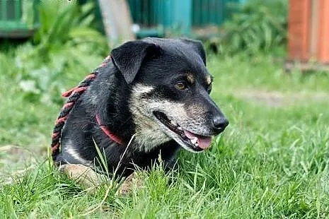 Inek, nieduży pies do adopcji,  mazowieckie Żyrardów