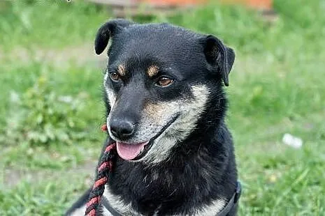 Inek, nieduży pies do adopcji,  mazowieckie Żyrard