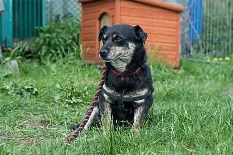 Inek, nieduży pies do adopcji,  mazowieckie Żyrard