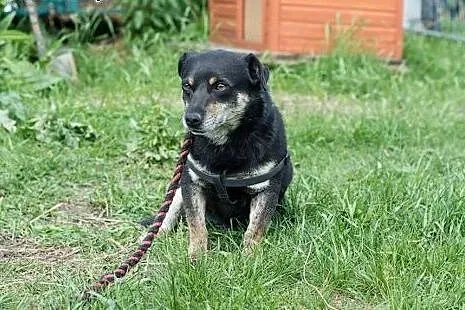 Inek, nieduży pies do adopcji,  mazowieckie Żyrard
