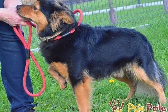 BŁYSZCZYK-fajny, bardzo bystry, energiczny młody psiak szuka mądrego opiekuna, Małopolskie, Kraków