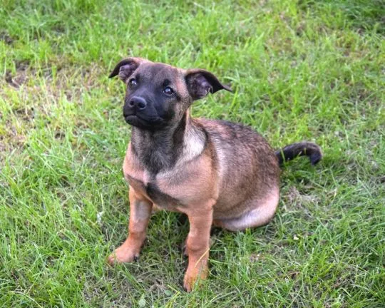 5 miesięczna Tina szczeniak szuka domu!  Wiek: 5 miesięcy Waga: 8 kg Wielkość docelowa: do połowy ły, , Warszawa
