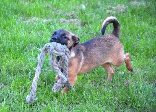 5 miesięczna Tina szczeniak szuka domu!  Wiek: 5 miesięcy Waga: 8 kg Wielkość docelowa: do połowy ły, , Warszawa