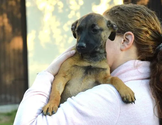 5 miesięczna Tina szczeniak szuka domu!  Wiek: 5 miesięcy Waga: 8 kg Wielkość docelowa: do połowy ły, , Warszawa