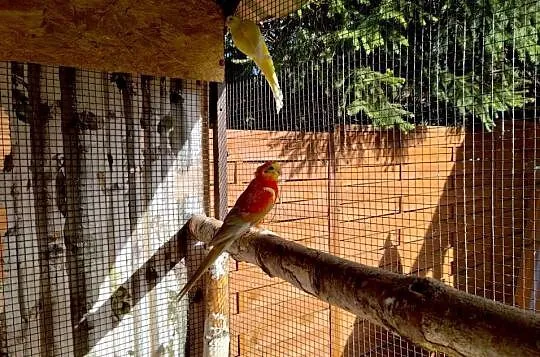 Papugi świergoty świergotki para, Świętokrzyskie, Bilcza