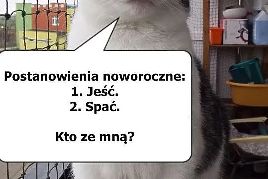 Towarzyska kotka Pola, , Wrocław