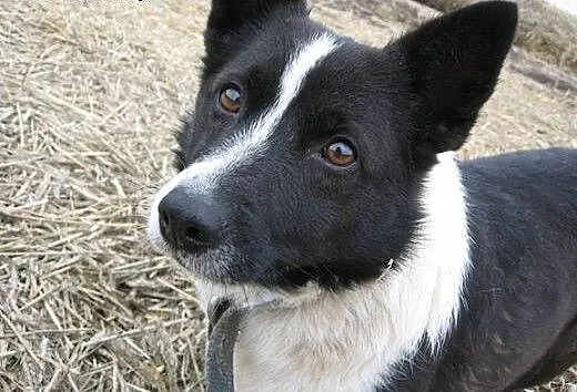 Roksi szuka domu, wielkopolskie Gniezno