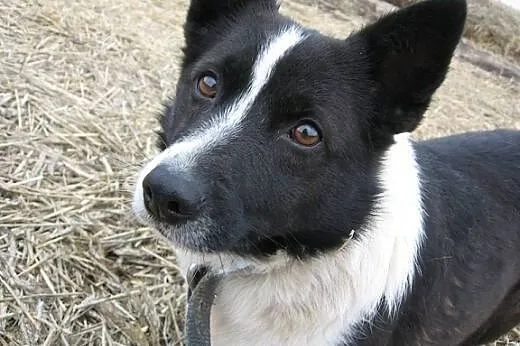 Roksi szuka domu,  wielkopolskie Gniezno