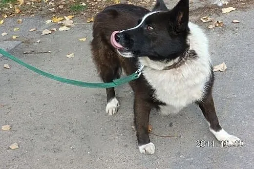 Roksi szuka domu,  wielkopolskie Gniezno