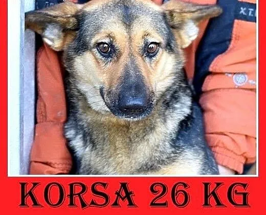 Mniejsza od owczarka,27kg,łagodna,tulaśna suczka K