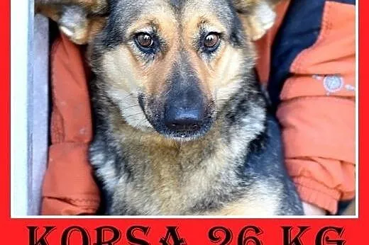 Mniejsza od owczarka,27kg,łagodna,tulaśna suczka K
