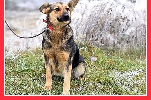 Mniejsza od owczarka,27kg,łagodna,tulaśna suczka K