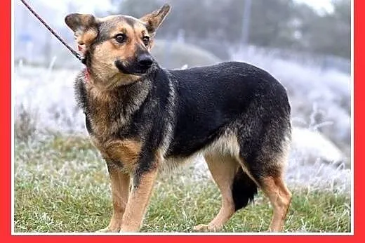 Mniejsza od owczarka,27kg,łagodna,tulaśna suczka K