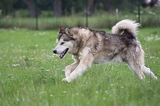 Koks piękny, duży, spokojny alaskan malamute szuka