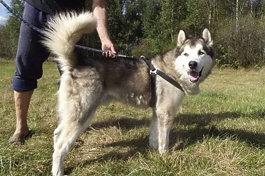 Koks piękny, duży, spokojny alaskan malamute szuka
