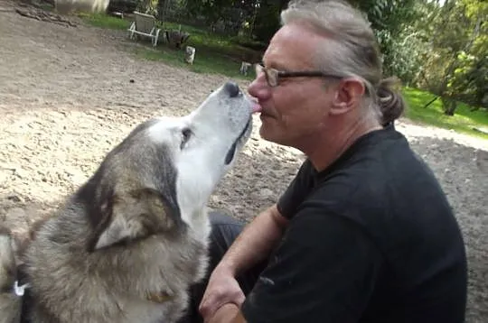 Koks piękny, duży, spokojny alaskan malamute szuka