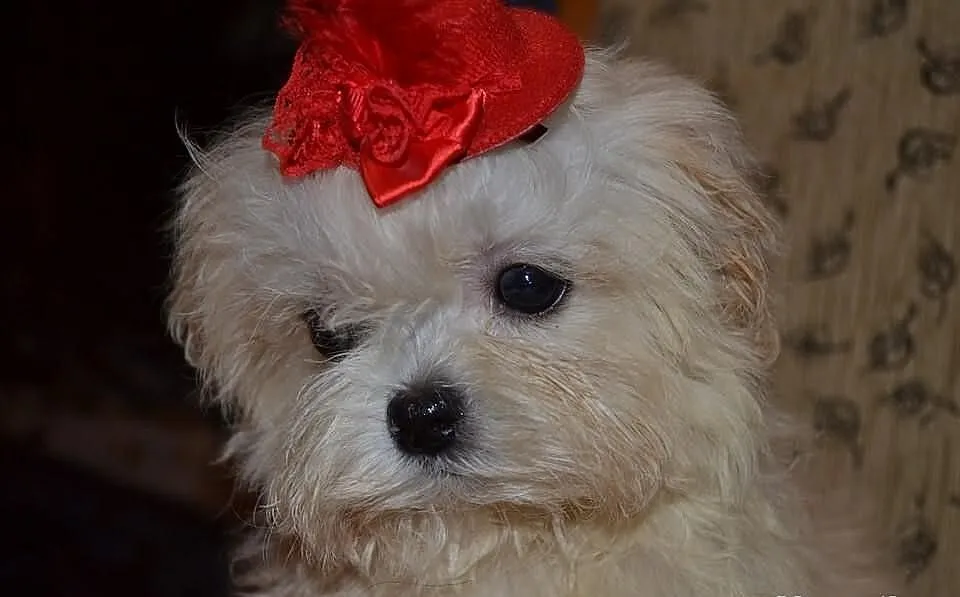 Maltipoo maltańczyk pudel toy