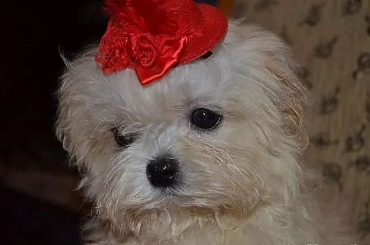 Maltipoo maltańczyk pudel toy