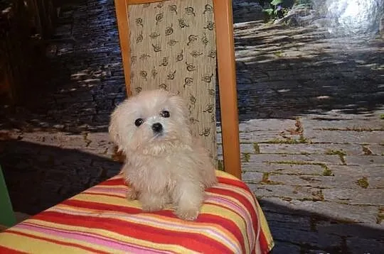 Maltipoo maltańczyk pudel toy