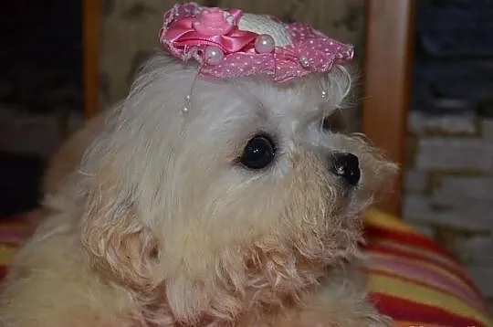 Maltipoo maltańczyk pudel toy