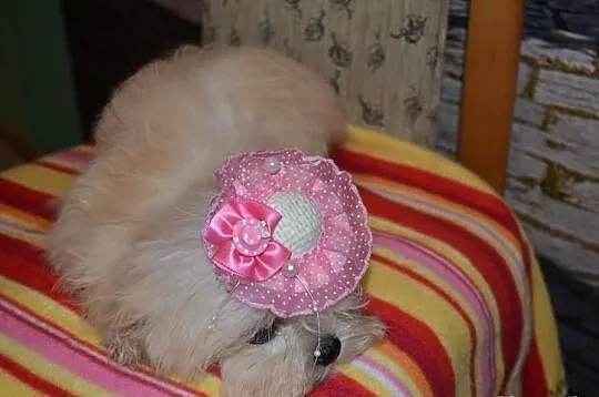 Maltipoo maltańczyk pudel toy