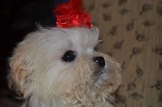 Maltipoo maltańczyk pudel toy
