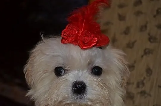 Maltipoo maltańczyk pudel toy