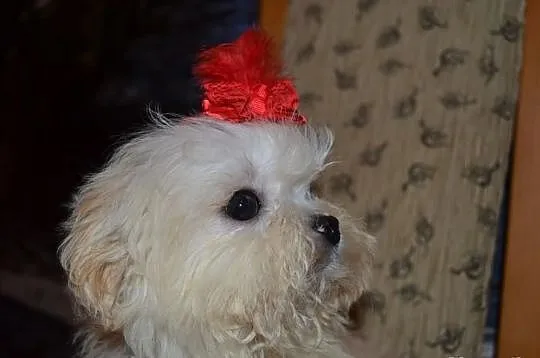 Maltipoo maltańczyk pudel toy