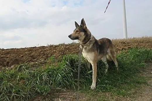 Mola - piękna suczka do adopcji,  wielkopolskie Rz