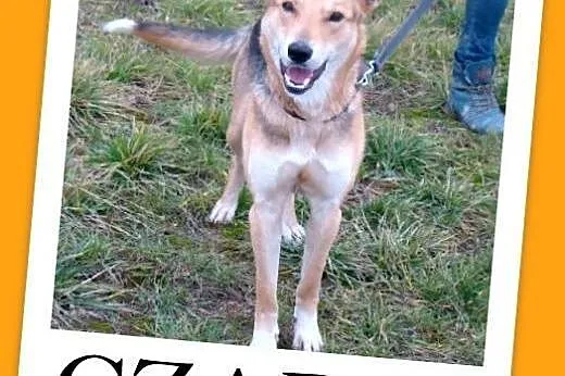 16 kg,młody,przyjazny,łagodny,wesoły pies CZARO.Adopcja,  małopolskie Kraków