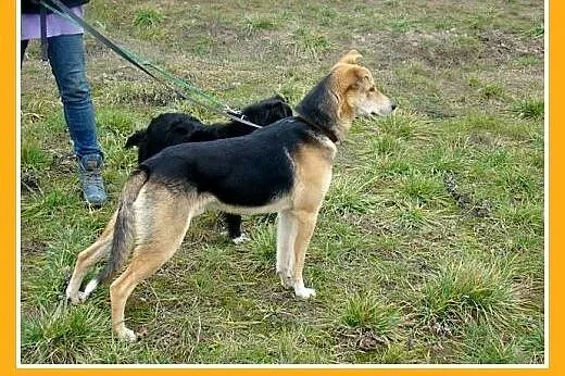 16 kg,młody,przyjazny,łagodny,wesoły pies CZARO.Ad
