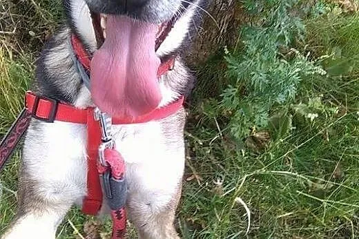 Szarik radosny i energiczny piesek marzy o kochają