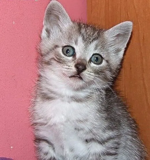 Srebrny kocurek 2-3 miesieczny,adopcja!!, świętok