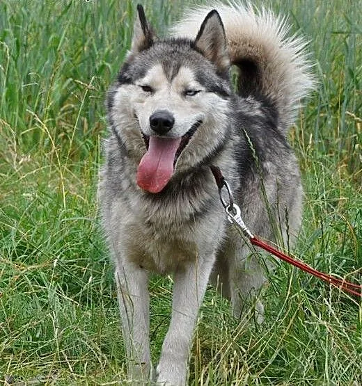 Ałtaj - przepiękny husky szuka kochającego domu,