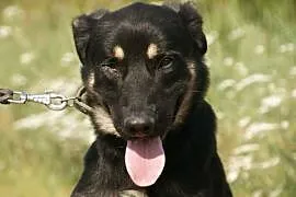 Nevil :) pies, adopcja,  lubuskie Gorzów Wielkopol, Gorzów Wielkopolski