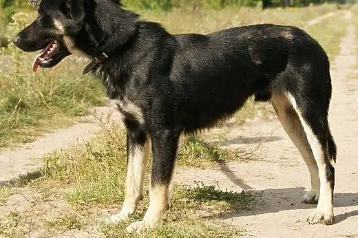 Nevil :) pies, adopcja,  lubuskie Gorzów Wielkopol