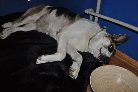 Panda, wyjątkowa, śliczna suczka TRIKOLOR szuka do