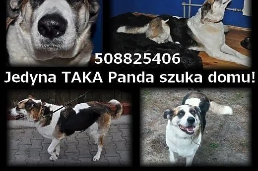 Panda, wyjątkowa, śliczna suczka TRIKOLOR szuka do