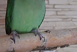 Ptaki Papuga Papugi egzotyczne Aleksandretta Wielk, Mikołów
