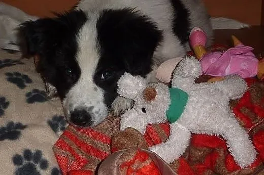 Przepiękna Stella – kudłaty szczeniak, adopcja,  mazowieckie Warszawa