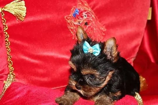 MINi-Piesek Yorkshire Terrier - Rodzice-Champion-P