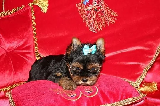 MINi-Piesek Yorkshire Terrier - Rodzice-Champion-P