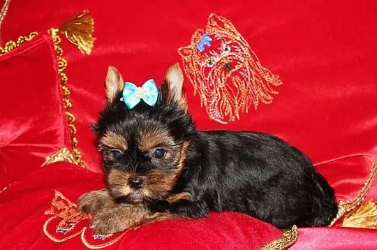 MINi-Piesek Yorkshire Terrier - Rodzice-Champion-P