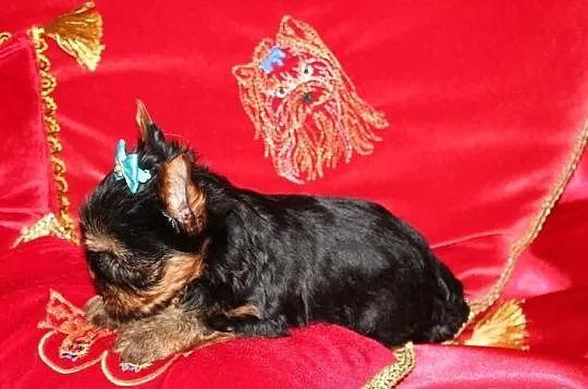 MINi-Piesek Yorkshire Terrier - Rodzice-Champion-P