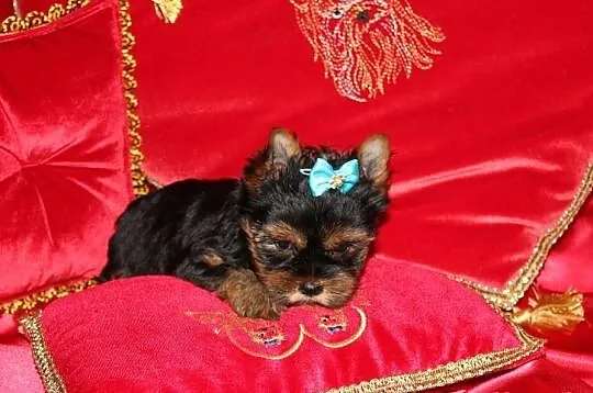 MINi-Piesek Yorkshire Terrier - Rodzice-Champion-P