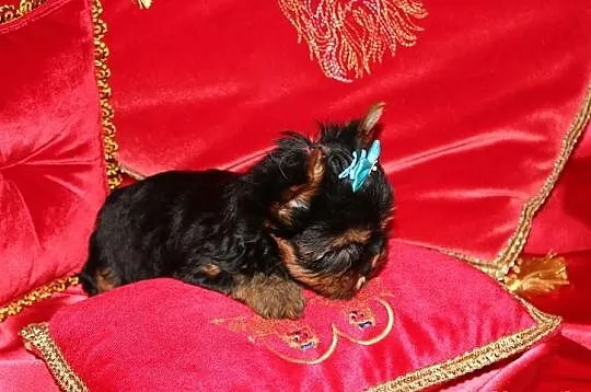 MINi-Piesek Yorkshire Terrier - Rodzice-Champion-P