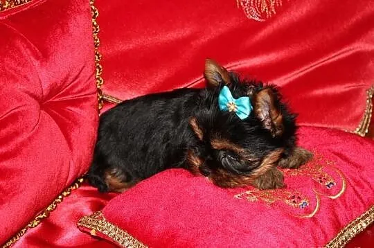 MINi-Piesek Yorkshire Terrier - Rodzice-Champion-P